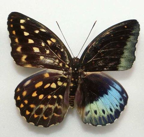 Lexias pardalis ellora (gynandromorph, philippines) (Internet Image property of respective owner, non-commercial use only)